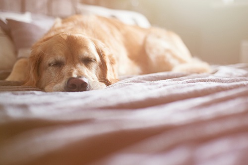 dog sleeping on a bed